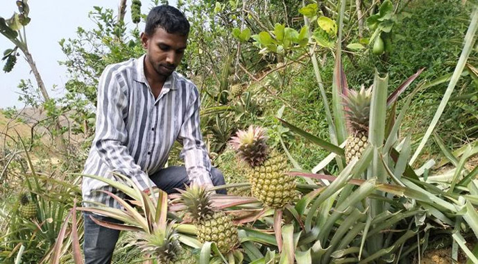 মিষ্টি-রসালো &lsquo;হানিকুইন&rsquo; আনারসে ভরছে শ্রীমঙ্গল