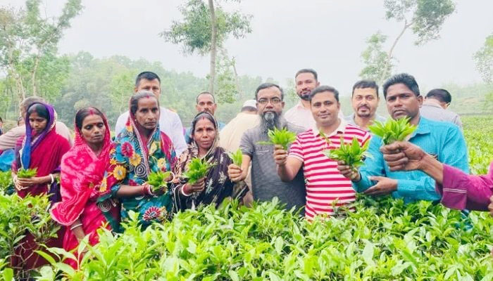 প্রথম বৃষ্টিতে চা বাগানে নতুন প্রাণ, শুরু মৌসুমের প্রথম পাতা চয়ন
