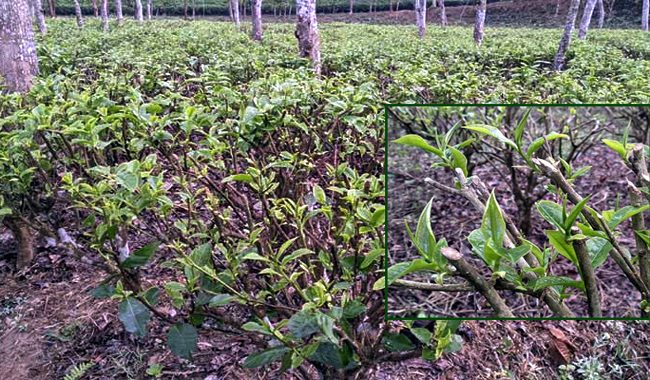 বৃষ্টির পর দ্রুতই 'কুঁড়ি' ছাড়ছে চা গাছ