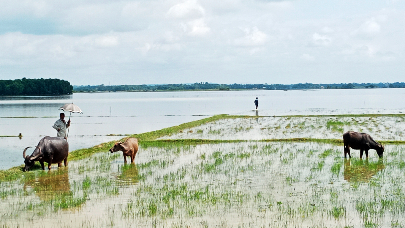 মৌলভীবাজারে গবাদিপশু নিয়ে বিপাকে বন্যাকবলিত মানুষ