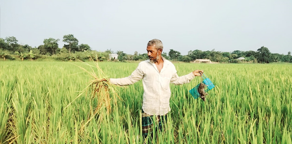 ইঁদুরে কাটছে ধান শঙ্কিত কৃষক!