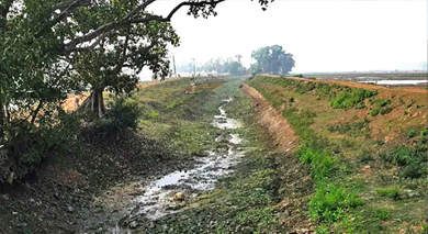 মৌলভীবাজারে পানির অভাবে বোরোর আবাদ ব্যাহত