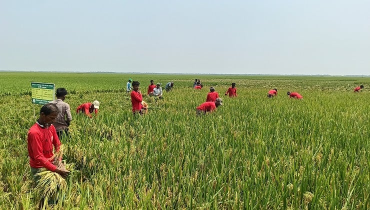 হাওরে উৎসবমুখর পরিবেশে বোরো ধান কাটার ধুম