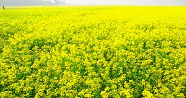 বিশ্বনাথে দিনদিন বেড়েছে সরিষা চাষ 