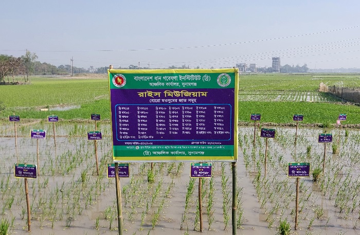 হাওরে &lsquo;রাইস মিউজিয়াম&rsquo; :  এক জমিতেই ৫১ জাতের ধান চাষ