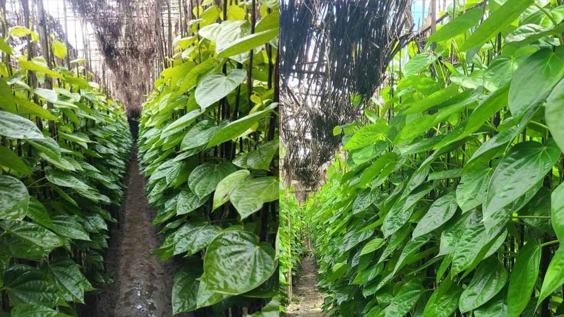 মৌলভীবাজারের &lsquo;বাংলা পান&rsquo; হারাতে বসেছে স্বকীয়তা