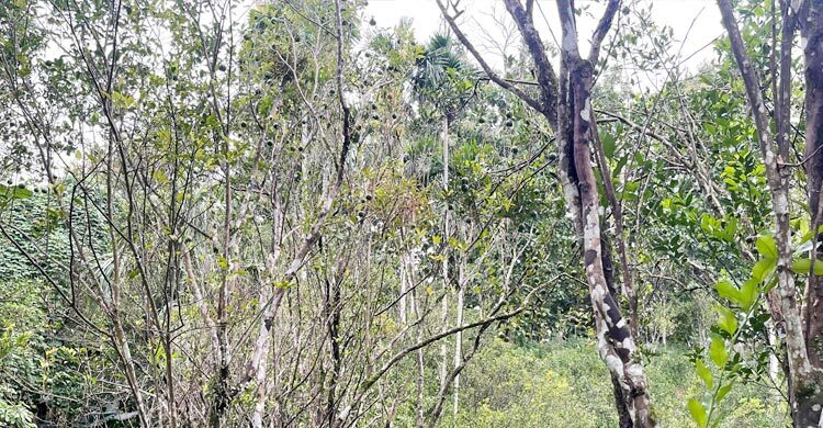 জুড়ীতে পোকার আক্রমণে মারা যাচ্ছে কমলা গাছ