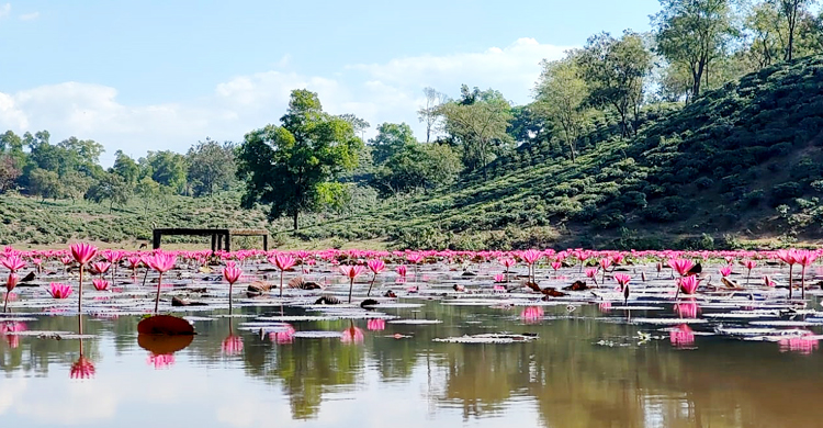 এবার মুগ্ধতা ছড়াচ্ছে 'লাল শাপলার লেক'