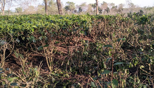 বাগানে বাগানে এখন চা-গাছ ছাঁটাইয়ের কাজ