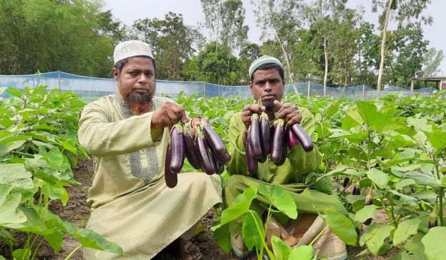বেগুনের সঙ্গে মুখীকচু চাষে লাভবান কৃষকরা