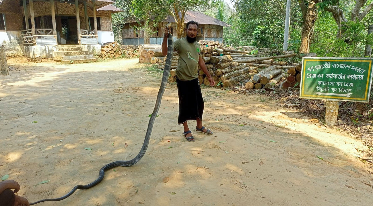চা বাগান থেকে উদ্ধার ২ কিং কোবরা অবমুক্ত বনে