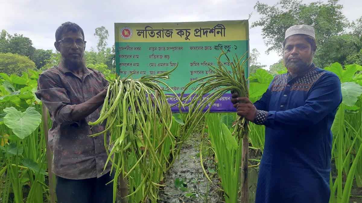 লতিকচু চাষে সফল কৃষক এমরান