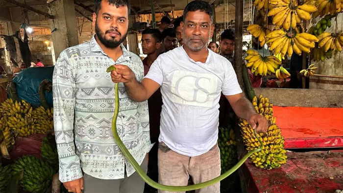 শ্রীমঙ্গলে কলার ছড়ি থেকে ফের সবুজ ফণিমনসা সাপ উদ্ধার