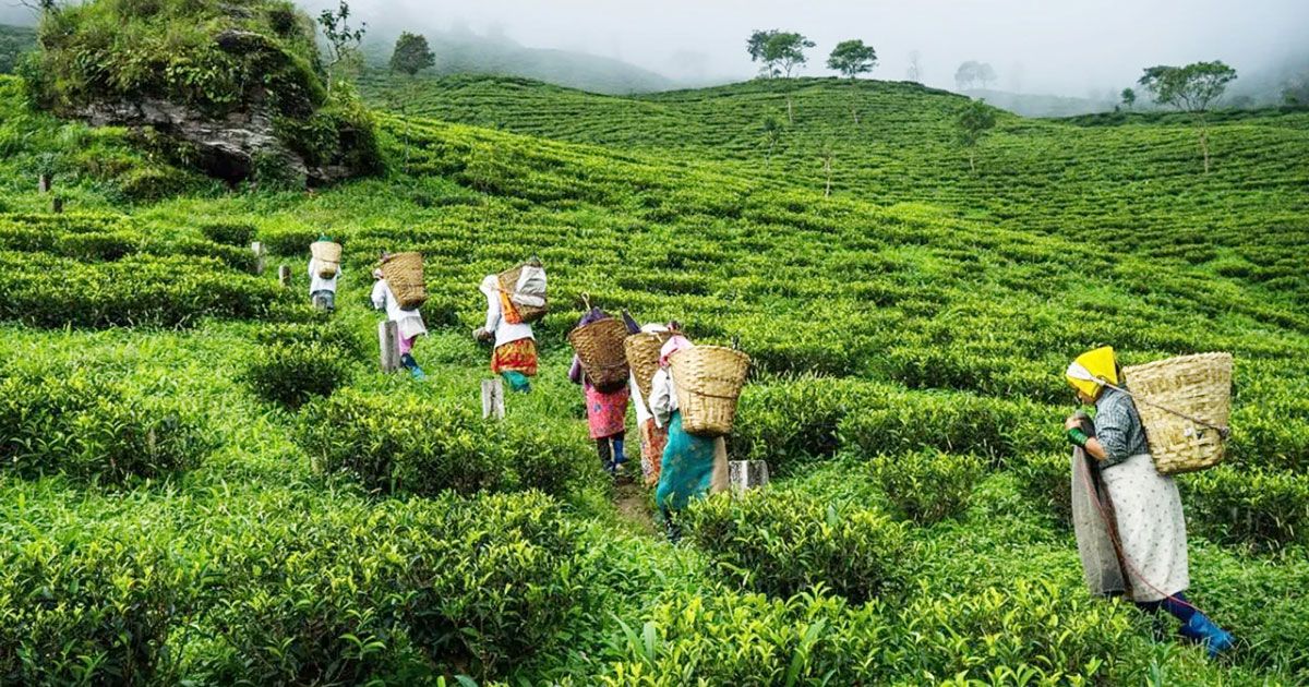 চা শিল্পের শিল্পীরা রয়েছেন স্বাস্থ্যঝুঁকিতে
