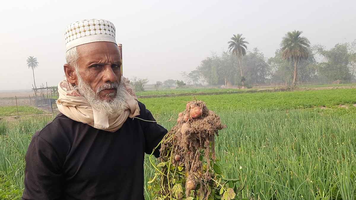 পেঁয়াজের সঙ্গে আলু-ধনিয়া চাষে লাভবান কৃষক