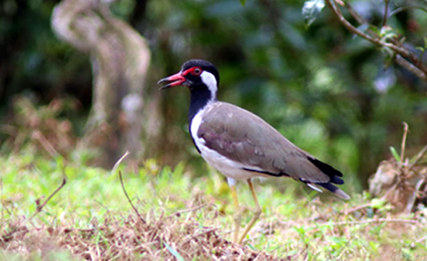 লম্বা হলুদ পায়ের পাখি &lsquo;হট্টিটি&rsquo;
