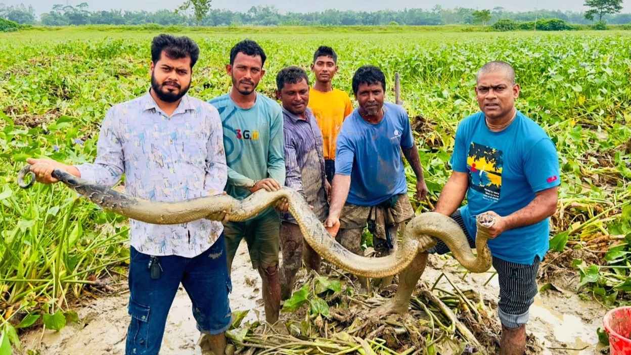 শ্রীমঙ্গলের হাইল হাওর থেকে অজগর উদ্ধার
