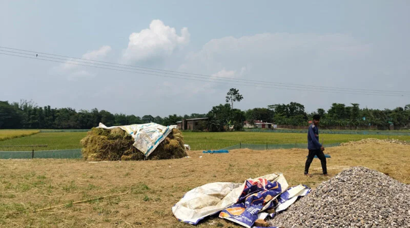 হাসি মুখে ধান ঘরে তুলেছেন কৃষকরা