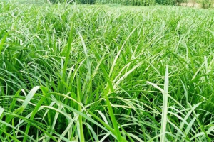 'শুধু কাগজেই সফল' ১১৭ কোটি টাকার ঘাস চাষ প্রকল্প