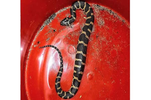 শ্রীমঙ্গলে দুর্লভ ‘সাইবোল্ডস ওয়াটার স্নেক’ উদ্ধার শ্রীমঙ্গলে দুর্লভ ‘সাইবোল্ডস ওয়াটার স্নেক’ উদ্ধার