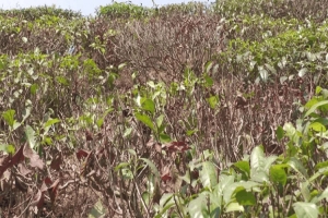 তীব্র খরায় ব্যাহত হতে পারে চা উৎপাদন