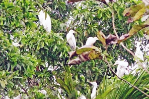বাড়ি নয় যেন অতিথি পাখির অভয়ারণ্য