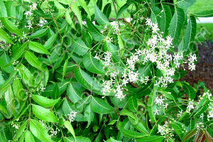 ত্বক-চুলের যত্নে নিমপাতা