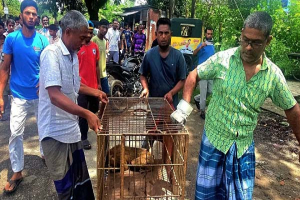 বৈদ্যুতিক শকে আহত উল্টোলেজি বানর উদ্ধার বৈদ্যুতিক শকে আহত উল্টোলেজি বানর উদ্ধার