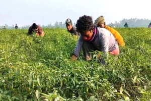 তুলনামূলক কম খরচে কাঁচামরিচের বাম্পার ফলন