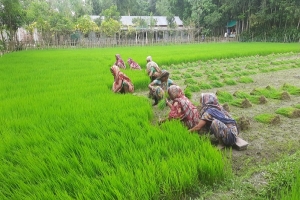 লাখাইয়ে রোপা-আমন চাষে ব্যস্ত কৃষকরা