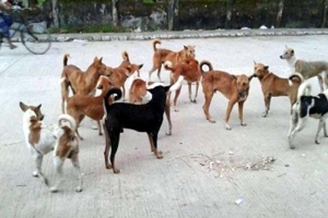 নগরীতে বেড়েছে কুকুরের উৎপাত