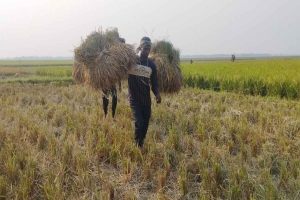 আমনের পর বোরো ফসলেও ক্ষতির শঙ্কা