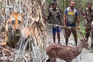 ভালো নেই সুন্দরবনের বাঘ ও হরিণ
