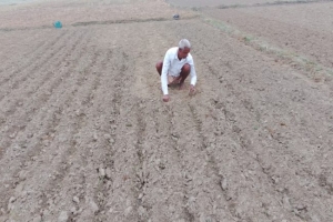  বিশ্বনাথে লক্ষ্যমাত্রার বেশি আলুর চাষ