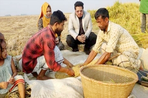  হবিগঞ্জে গোলায় উঠছে ৮৫ শতাংশ ধান