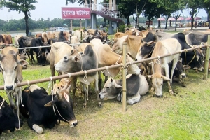 হাসিলে বৈধতা পাচ্ছে ভারতীয় অবৈধ গরু