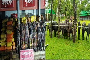 সুনামগঞ্জ সীমান্তে ফের কোটি টাকার পণ্য-পশু জব্দ