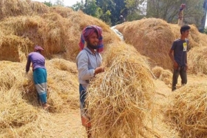 পশুখাদ্য সংগ্রহে ব্যস্ত কৃষকরা