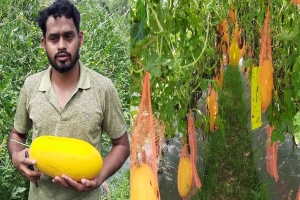 বাড়ির পাশে মাচায় ঝুলছে রসাল তরমুজ