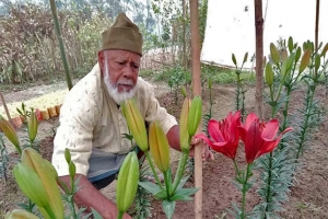 বাংলাদেশের মাটিতে বিদেশি ‘লিলিয়াম’ ফুল