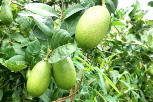 লেবুর দেশেই 'লেবুর আকাল'