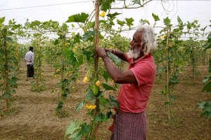 মধ্যনগরে হাসি ফুটবে কুমড়া চাষীর
