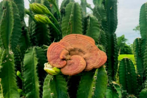প্রকৃতির নীরব বিস্ময়: শ্রীমঙ্গলে রাতের আঁধারে ফুটছে ক্যাকটাসের ফুল