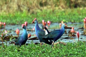শাপলারাজ্যে ঝাঁকে ঝাঁকে অতিথি পাখি
