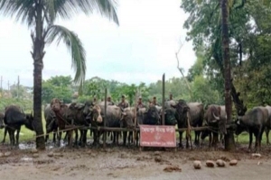 সিলেট সীমান্তে ভারতীয় মহিষ জব্দ