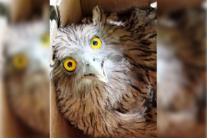 বিপন্ন প্রজাতির আহত খয়রা-মেছোপেঁচা উদ্ধার