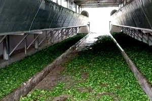তীব্র লোডশেডিংয়ে চা উৎপাদনে বিপর্যয়
