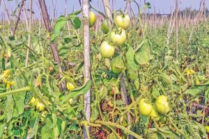 ফলন বাড়লেও টমেটোর দামে হতাশ মৌলভীবাজারের কৃষক