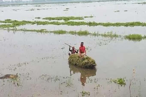 বজ্রপাত-জোঁকের ভয়ে মিলছে না শ্রমিক, ধান নিয়ে দিশাহারা কৃষক