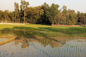 কমলগঞ্জে চলছে বোরো আবাদের ধুম